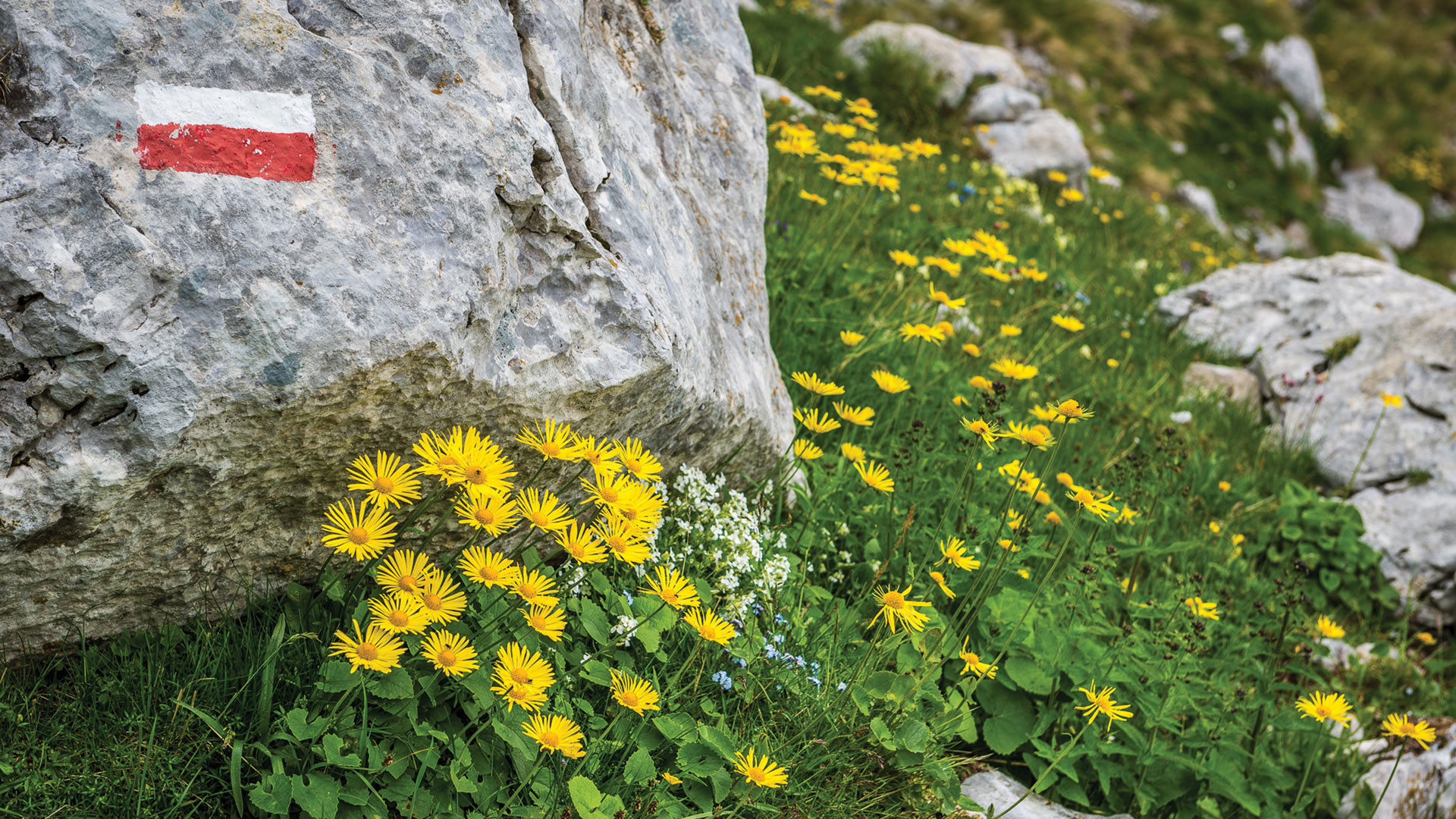Benvenuta primavera!