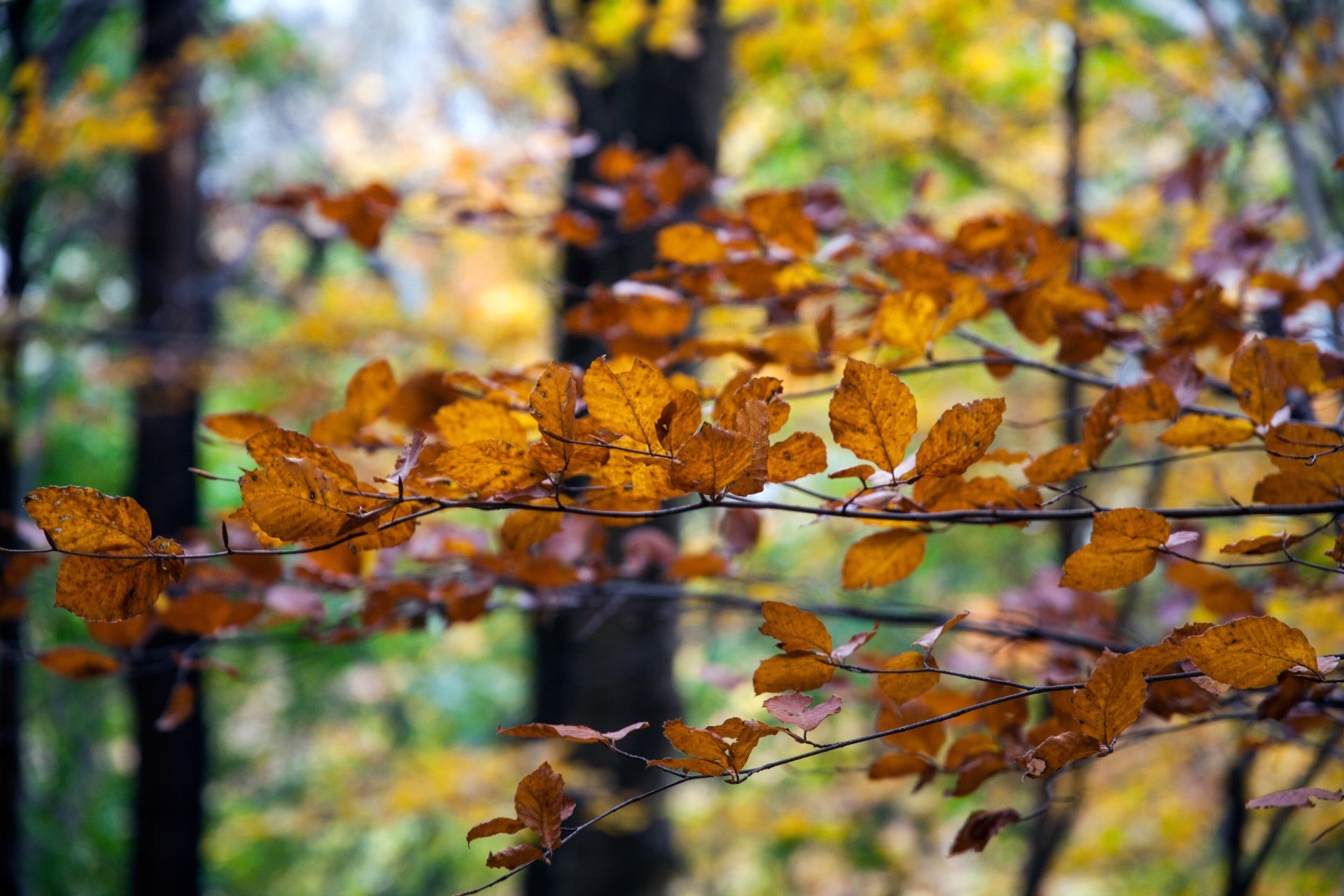 Cosa fare in autunno nelle Marche nel 2025: escursioni, foliage, borghi e vino