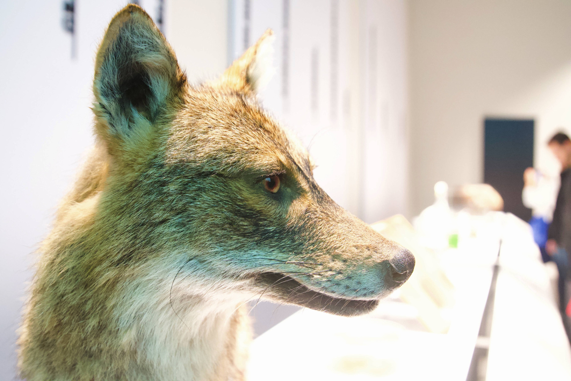 MuBi Museo della Biodiversità e della storia naturale