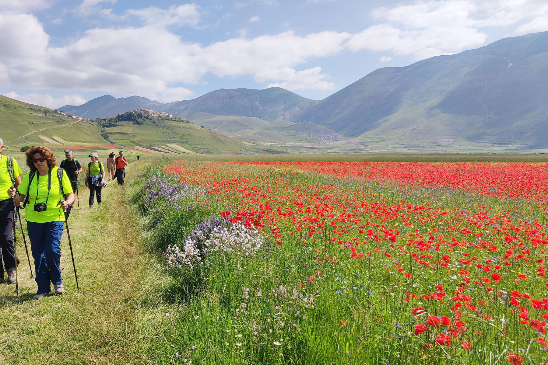Fioritura di Castelluccio di Norcia 2026. Quando e come vederla
