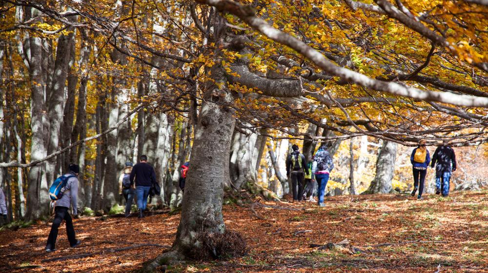 faggeta macchiatonda 3.jpg