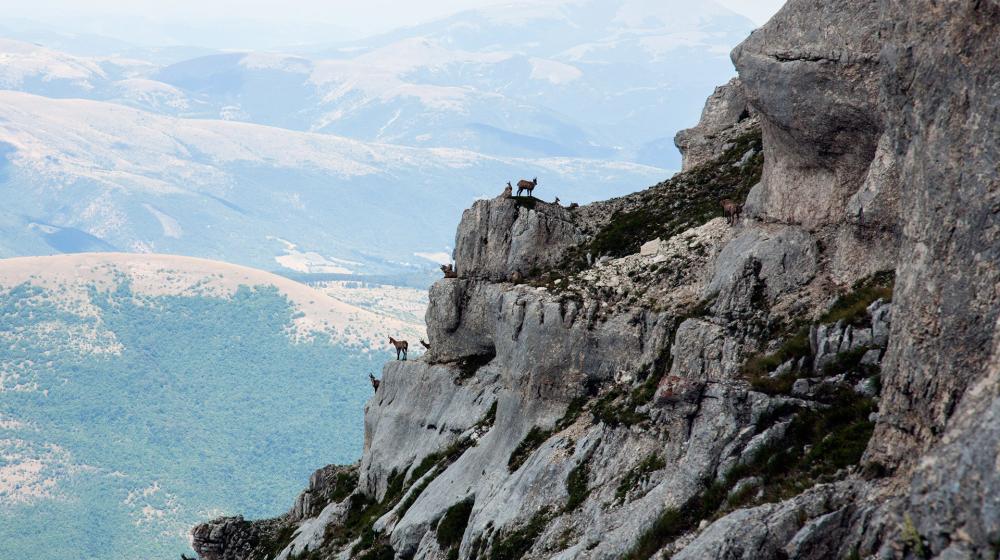 marche-camosci-monte-bove-2.jpg