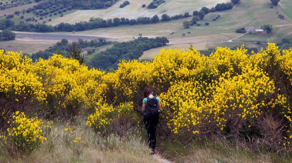 marche-cingoli-ginestre.jpg