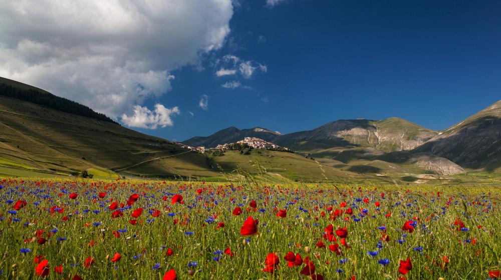 umbria-castelluccio-fioritura-piana.jpg