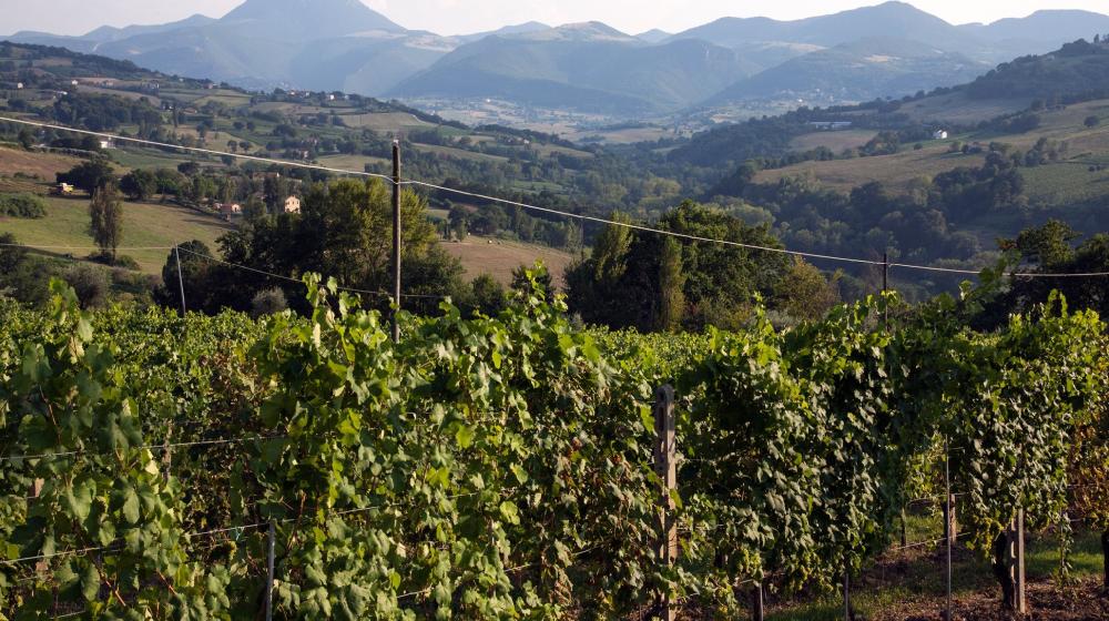 marche-jesi-colli-vino.jpg