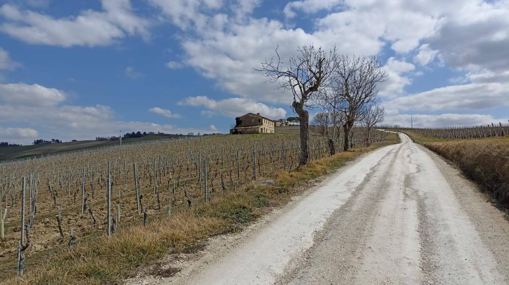marche-colli-verdicchio-2.jpg