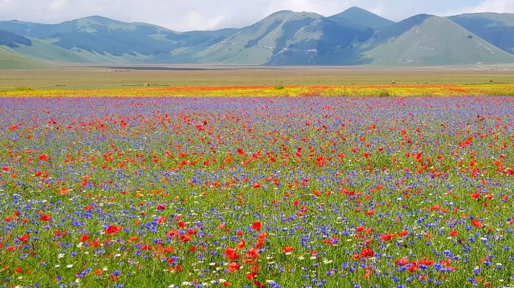 cammino_terre_mutate_fiastra_castelluccio.jpg