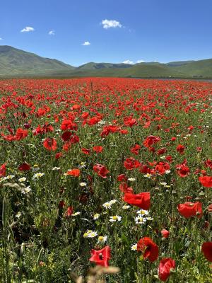 fioritura-castelluccio-norcia-03.jpg