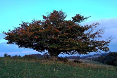 IMG_20181010_171946trekking_cammino_forti_san_severino_marche_camerino_casetelraimondo_elcito_san_vicino_canfaito_respon