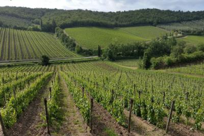 6_chianti region_castellina in chianti_radda in chianti_tuscany_wine_vineyardsfrancigena_cammino_firenze_siena_san_gimig