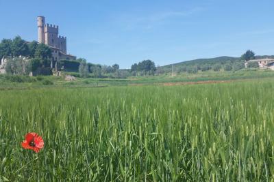 7_ from Monteriggioni to Siena_castle_tuscany region_wine_trekking_hikingfrancigena_cammino_firenze_siena_san_gimignano_