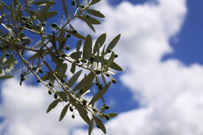 Olives_Via_ Francigena_Tuscia Laziale_Sutri_Orvieto_Roma_.jpg
