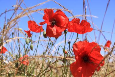 Poppis_Via_ Francigena_Tuscia Laziale_Sutri_Orvieto_Bolsena_Roma.jpg