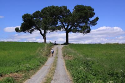 Day-5-the_way_to_ Bolsena_Via_ Francigena_Tuscia Laziale_Sutri_Orvieto_Roma_.jpg