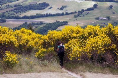 marche-cingoli-ginestre.jpg