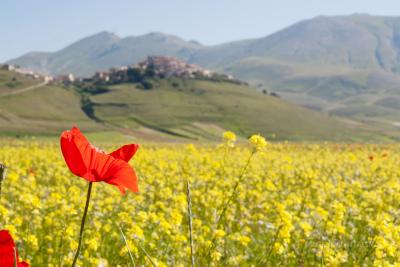 fioritura-vista-castelluccio.jpg