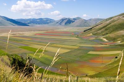 castelluccio-fioritura-pian-grande.jpg