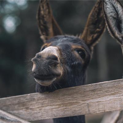 I Monti Sibillini tra laboratori e trekking con gli asini