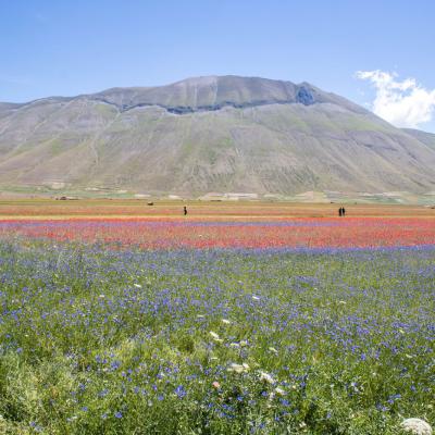 Castelluccio flowering on afternoon