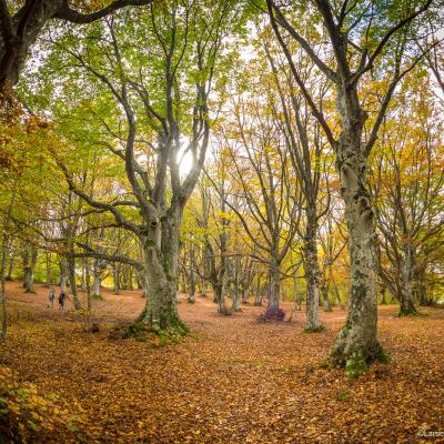 Faggeta di Canfaito nel foliage autunnale