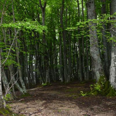 Forest Bathing nella faggeta di Macchia Tonda