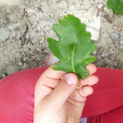 Forest Bathing nella faggeta di San Liberato