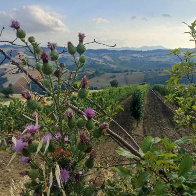 Erbe spontanee: a spasso con l'esperta - Ricerca, osservazione e raccolta