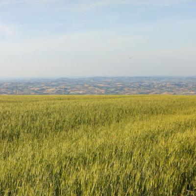 Bosco delle Tassinete e Cristo delle Marche