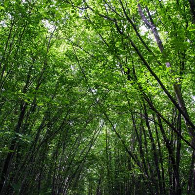 Escursione nei Tesori del bosco... di Tassinete