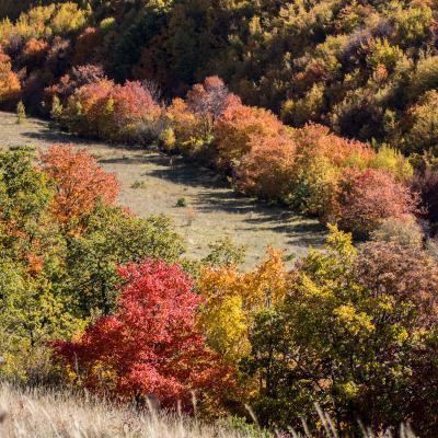 Immersi nel foliage dei boschi di Amandola