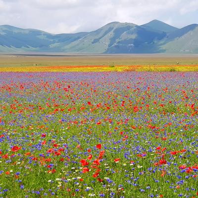 Il Cammino delle Terre Mutate, viaggio solidale da Fiastra a Castelluccio