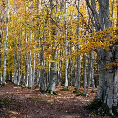Boschi e panorami Sibillini