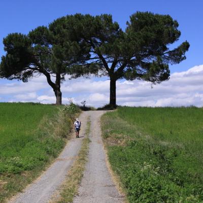 Orvieto, Bolsena e la Via Francigena | 2 giorni
