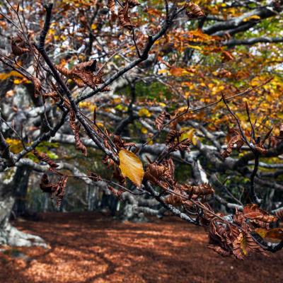 Canfaito anello nella faggeta – Con Joëlette