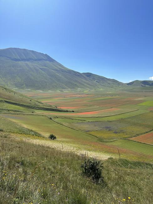 fioritura-castelluccio-norcia-02.jpg