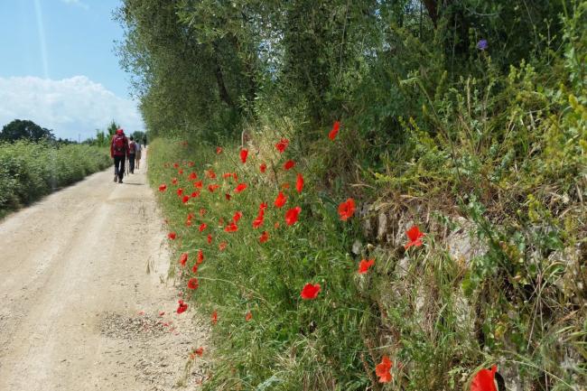 7_ the countryside_chianti_tuscany_from Monteriggioni to Siena_trekking_via francigenafrancigena_cammino_firenze_siena_s
