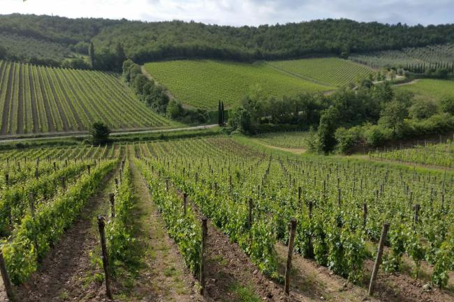6_chianti region_castellina in chianti_radda in chianti_tuscany_wine_vineyardsfrancigena_cammino_firenze_siena_san_gimig
