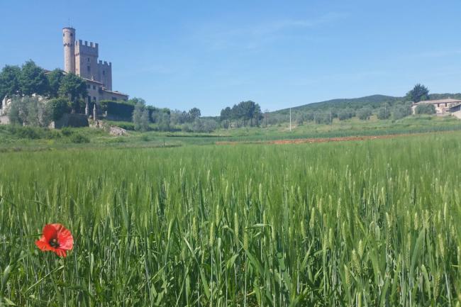 7_ from Monteriggioni to Siena_castle_tuscany region_wine_trekking_hikingfrancigena_cammino_firenze_siena_san_gimignano_