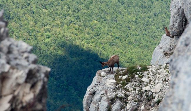 marche-camosci-monte-bove.jpg