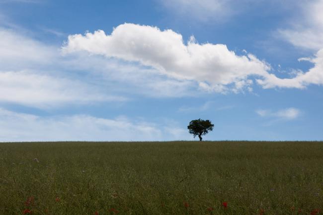 marche-cingoli-balcone-marche-albero.jpg