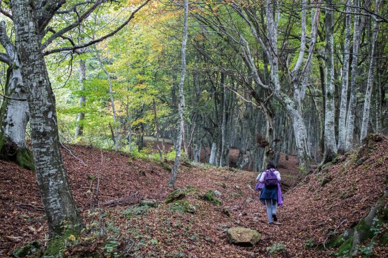 Canfaito: Il tempio dei faggi secolari nel cuore delle Marche