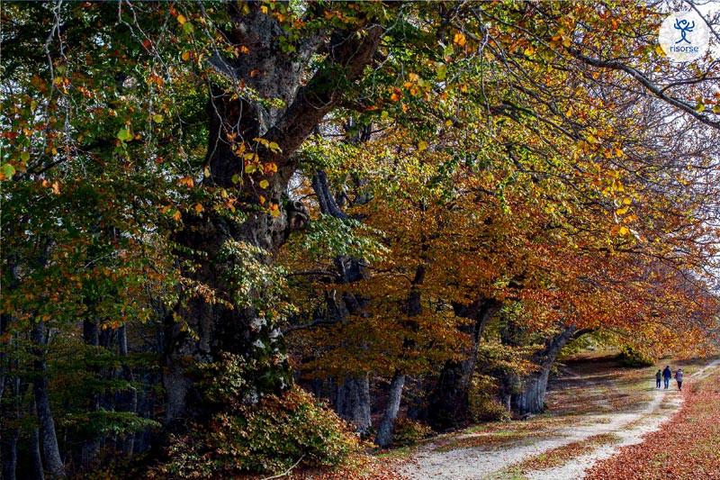 Foliage autunnale a Canfaito 2024. Come vivere un'esperienza magica