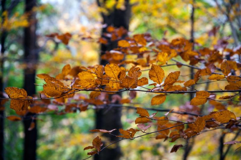 Cosa fare in autunno nelle Marche nel 2025: escursioni, foliage, borghi e vino